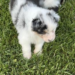 Flower - Blue merle female Australian Shepherd puppy in Paris, Kentucky from Silverstone Kennel