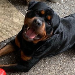 Rottweilers from ADRK Imported German Rottweilers