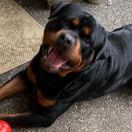 Rottweilers from ADRK Imported German Rottweilers