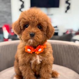 Jean - Red female Cavapoo puppy in Apple Valley, California from Fletcher Fuzzy Friends