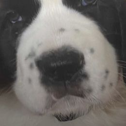 Saint Bernards from Betty's Bernards