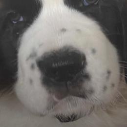 Saint Bernards from Betty's Bernards