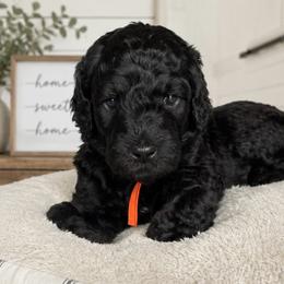 Orange collar - Black male Goldendoodle puppy in Christiana, Tennessee from Rechlicz Family Doodles