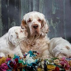 Clumber Spaniel Puppies from Rainsway Clumber Spaniels
