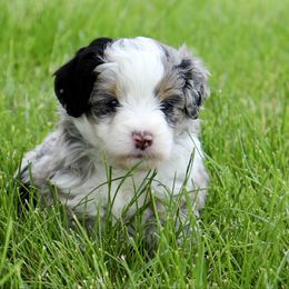 Butterfree - female Australian Mountain Doodle puppy in Decatur, Illinois from Signature Doodles