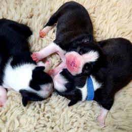 Boston Terrier Puppies from Diamonds In The Ruff Boston Terriers