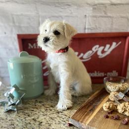 Miniature Schnauzer Puppies from Schnauzers on Robinson Lane