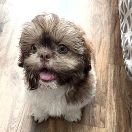 Godzilla - Liver and white male Shih Tzu puppy in Buford, Georgia from Shih Tzu by MayMay