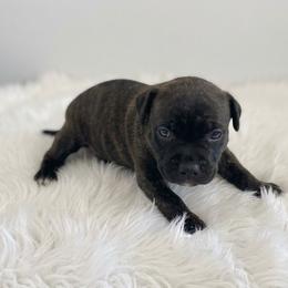 Kodak - Black brindle male Cane Corso puppy in Trenton, Texas from Trained To Go Corso Kennels (T.T.G. Corso Kennels)