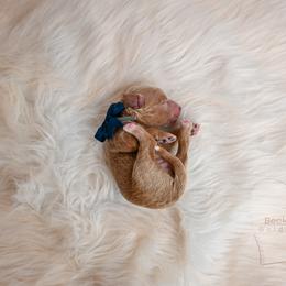 Blue - Red  male Goldendoodle puppy in Platteville, Wisconsin from Beck Kennel