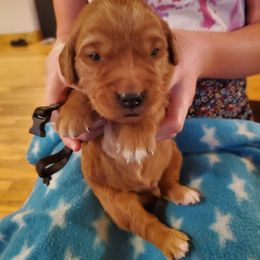 Black - Dark golden male Golden Retriever puppy in Lanesboro, Minnesota from Eagle Ridge Golden Retrievers