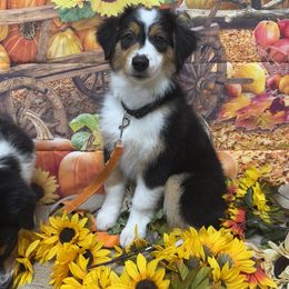 Australian Shepherds from Mad Ranch
