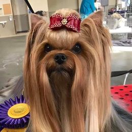 Yorkshire Terriers from Sandbox Yorkies