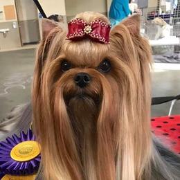 Yorkshire Terriers from Sandbox Yorkies