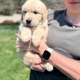 War Eagle - Golden male Golden Retriever puppy in Warrenton, Virginia from Four Lochs LLC