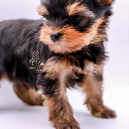 Yorkshire Terrier Puppies from Essence of Grace Yorkies