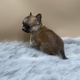 Sunny - Black sabled fawn male Chihuahua puppy in Lee Center, New York from Alfheim-Andromeda Chihuahua's (A &A's)
