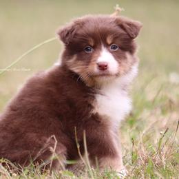 RTF5 - Red tri-color Australian Shepherd puppy in Chehalis, Washington from Wandering Acres Ranch