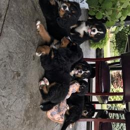 Bernese Mountain Dog and Pembroke Welsh Corgi Puppies from Highland Meadows