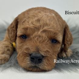 Biscuit-Petite - Apricot male Goldendoodle puppy in Milford, Indiana from Railway Acres Kennel