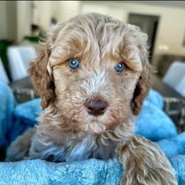 Sage - Apricot female Goldendoodle puppy in Peoria, Arizona from Az Doodlez