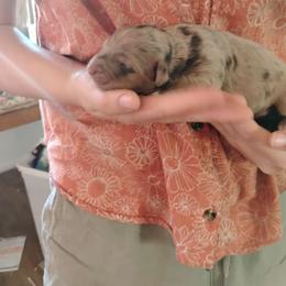 Red Merle 2 - Red merle female Aussiedoodle puppy in Apache Junction, Arizona from Loving Doodle