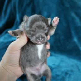 Flint - Blue and tan male Pomeranian puppy in San Marcos, Texas from Hill Country Poms