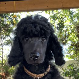 Boy 5 - Black Poodle puppy in Oceanside, New York from Anastasia STANDARD Poodles three four seven seven five four two three four five
