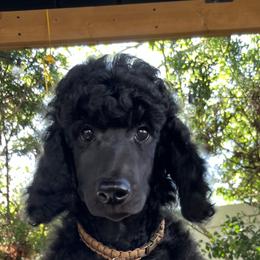 Boy 5 - Black Poodle puppy in Oceanside, New York from Anastasia STANDARD Poodles three four seven seven five four two three four five