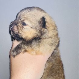 Harley - Orange sable male Pomeranian puppy in Waterloo, Indiana from Garcias Pomeranian