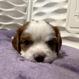 Faith -AKC - Blenheim female Cavalier King Charles Spaniel puppy in Fairmount, Indiana from Dream Maker Cavaliers
