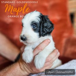 Maple - Parti Goldendoodle puppy in El Campo, Texas from Royal Goldendoodles