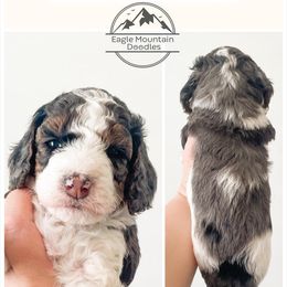 Goldendoodle Puppies from Eagle Mountain Doodles