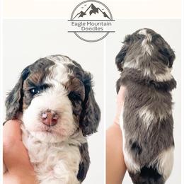 Goldendoodle Puppies from Eagle Mountain Doodles