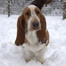 Waylon Bocephus - Basset Hound