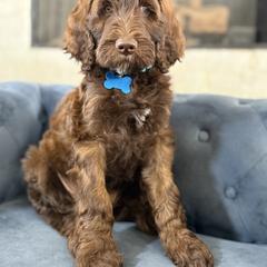 Choco - Brown male Irish Doodle puppy in Indiahoma, Oklahoma from Farm Fresh Doodles