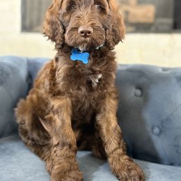 Choco - Brown male Irish Doodle puppy in Indiahoma, Oklahoma from Farm Fresh Doodles