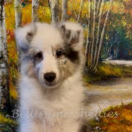 Mason - Blue merle white and tan male Shetland Sheepdog puppy in Idaho from Bellissimo Shelties
