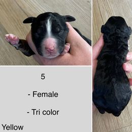 Gemini - Tri-color female Bernedoodle puppy in Kenyon, Minnesota from Country Breeze Doodles & Poodles