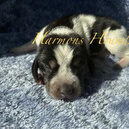 Bonnie - Blue ticked and tan female Bluetick Coonhound puppy in Mount Pleasant, Texas from Harmons Hounds