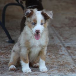 Quigley - Miniature Australian Shepherd