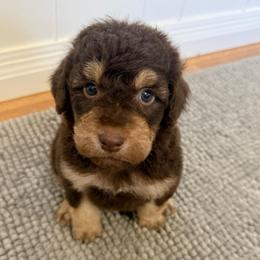 Amos - Red tri-color male Aussiedoodle puppy in Heber City, Utah from Junipersdoodles