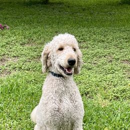 Coop - Goldendoodle