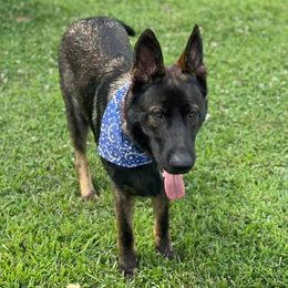 German Shepherds from Czech out Doc’s Shepherds