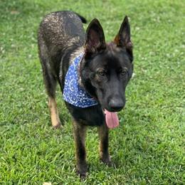 German Shepherds from Czech out Doc’s Shepherds