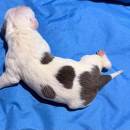 Girl 5 - White female American Staffordshire Terrier puppy in Spring Branch, Texas from Bold & Beautiful Amstaffs