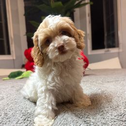 Daly - Buff and white female Cockapoo puppy in Queens, New York from The 2 Musketeers_Cockapoos
