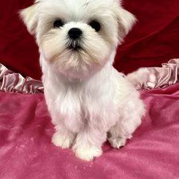 Tiny Tina - White female Maltese puppy in Phoenix, Arizona from Bella Dolce Maltese
