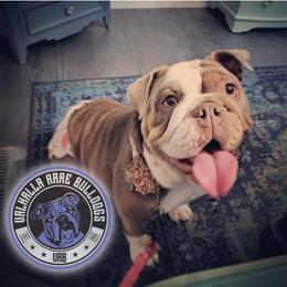 Bulldogs from Valhalla Rare Bulldogs