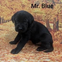 Mr Blue - Black male Labrador Retriever puppy in Lebanon, Pennsylvania from Robertson's Retrievers and Doodles
